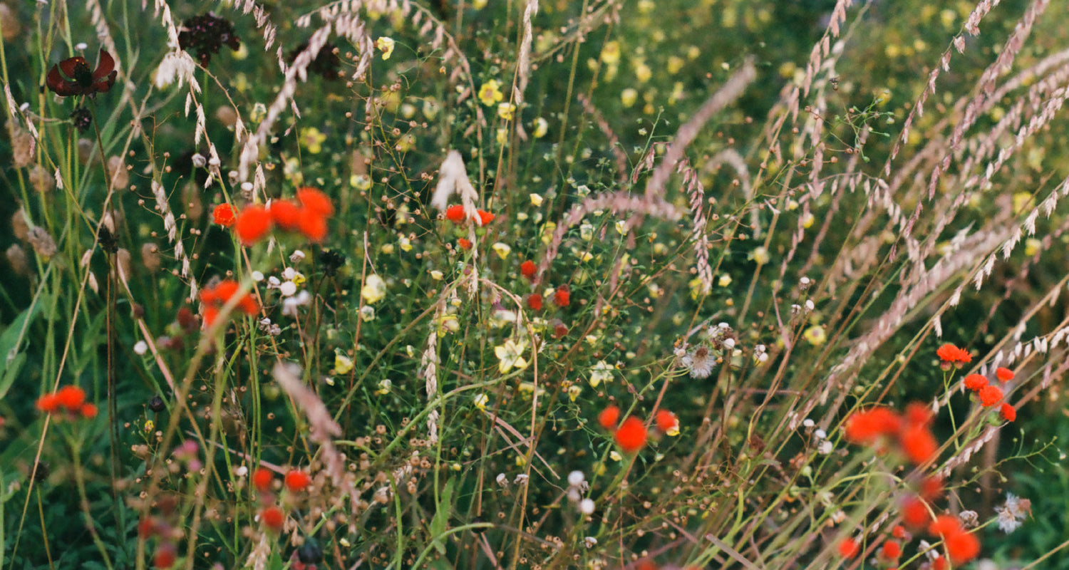 A film image of green prairie grass, red flowers, and feathered grass