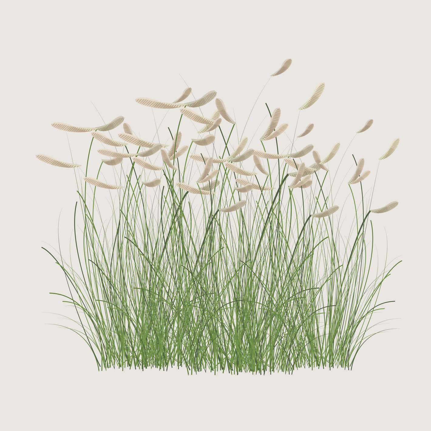 A drawing of prairie grass