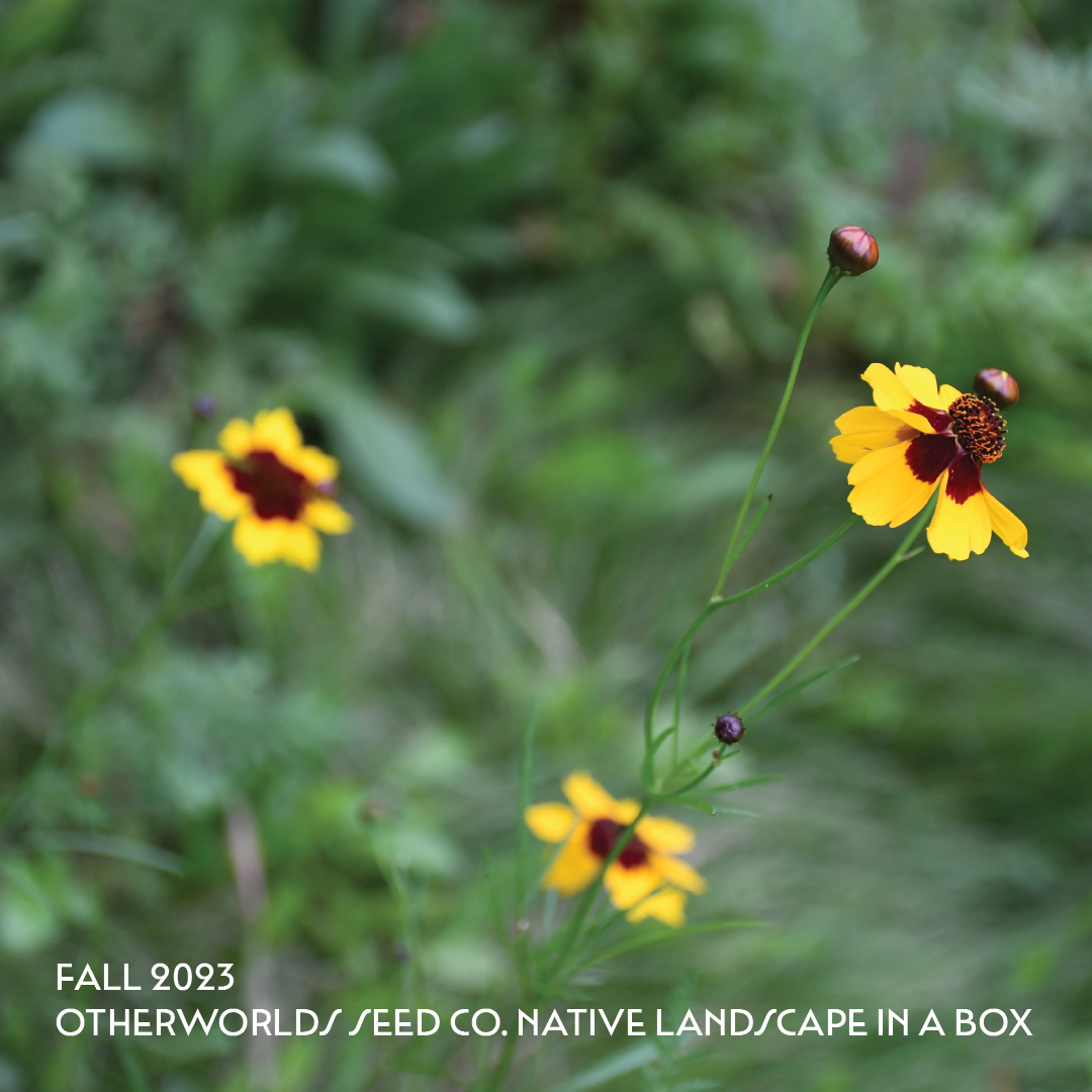 *PRE-ORDER* Otherworlds Native Landscape in a Box (Local Pickup Only)