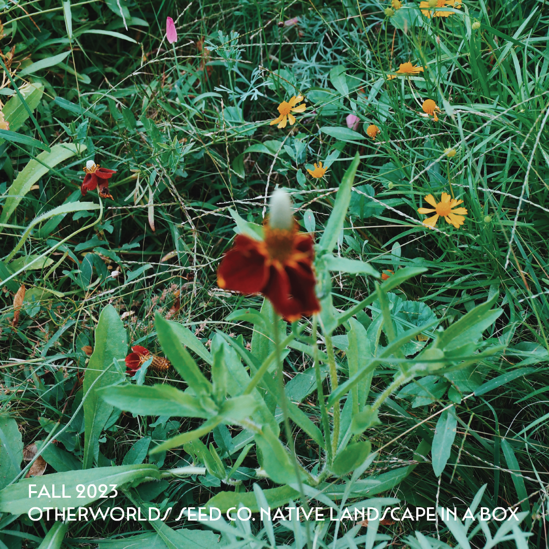 *PRE-ORDER* Otherworlds Native Landscape in a Box (Local Pickup Only)